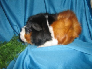 Aslan