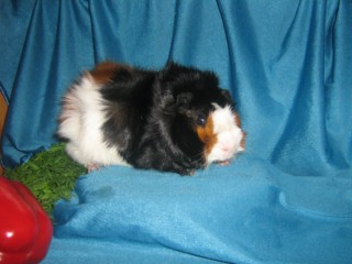 Aslan