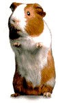 Meerschweinchen
